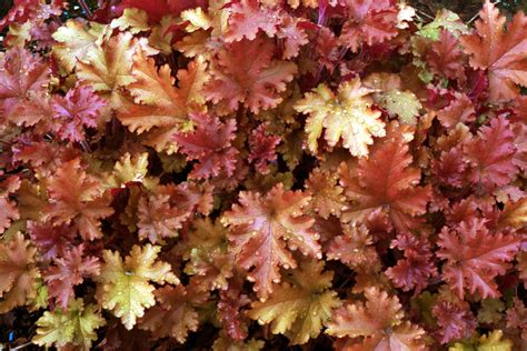 Heuchera Marmalade Buy plants online