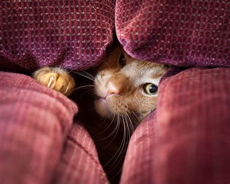 Why I suggest guests avoid the sofa... | Cats, Cat hiding, Cats and kittens