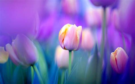 Purple Tulips Wallpapers - Wallpaper Cave