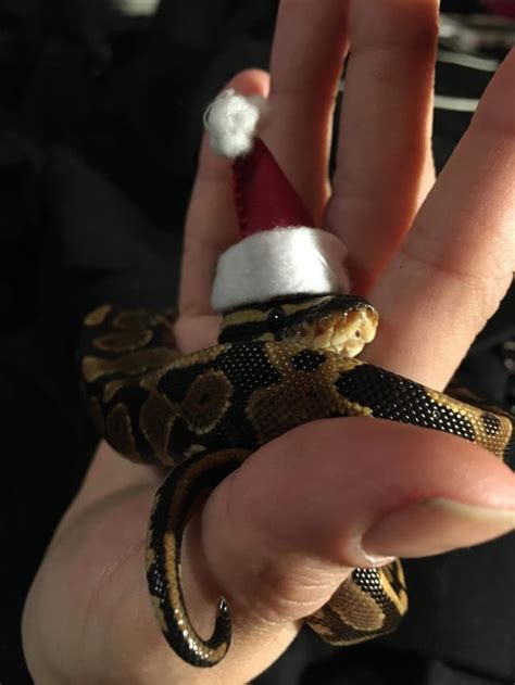 I made Nimh a Santa hat for the holiday. : r/snakes