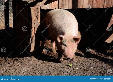 Pig in sty stock image. Image of pigsty, animal, pigpen - 60905613