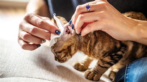 The Best (and Safest) Ways to Clean Your Cat’s Ears - GoodRx