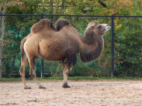 Bactrian camel 081020 - ZooChat