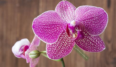 What does purple orchid flower symbolize? G & S Flower Melbourne