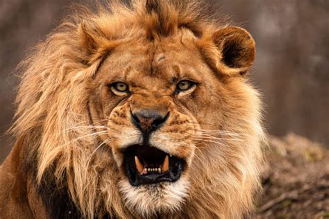 Lion Roaring Face Images