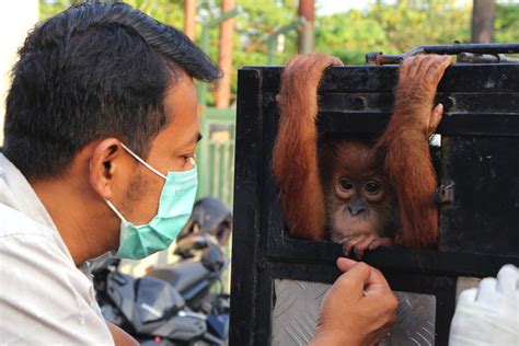Indonesia rescues captive orangutans, but leaves their owners untouched - South Africa Today