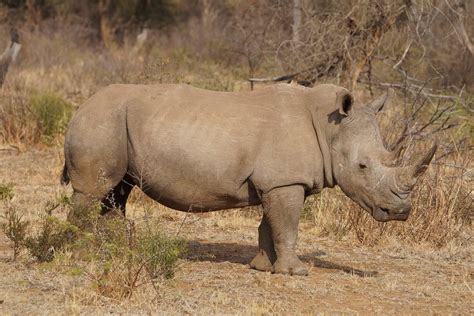 Top 20 Most Dangerous Animals in Africa