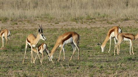 Springbok Antelope – Linksfontein Safari Lodge | Northern Cape | South Africa