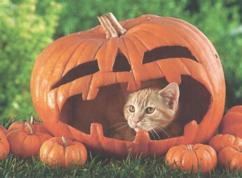 A Halloween Cat In A Pumpkin wallpaper | animals | Wallpaper Better