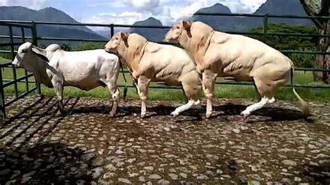 World Modern Technology Cow and Bull Breeding Mating Shoeing Cleaning Milking Mega Machine - YouTube