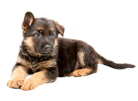 #1 | German Shepherd Puppies For Sale In California