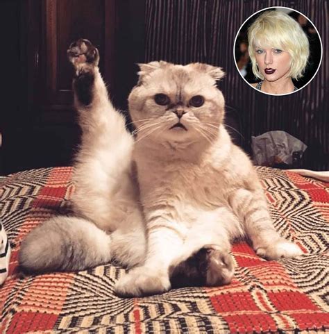 Taylor Swift's Cat Olivia Is Adorably Preparing for Her Tour