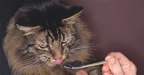 How and When To Stop Force Feeding a Cat? | ZooAwesome