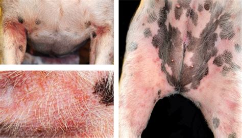 Types Of Canine Dermatitis You Should Know About – Natural Dog Company | atelier-yuwa.ciao.jp
