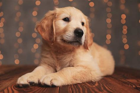 Top 5 Mini Golden Retriever Breeders In The U.S.