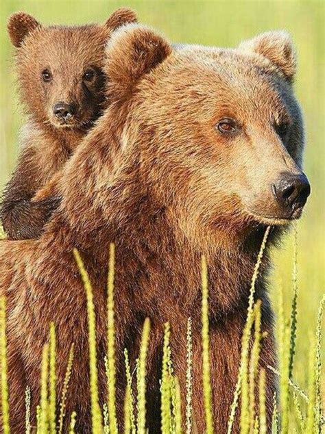 Grizzly Bear Mom and Cub