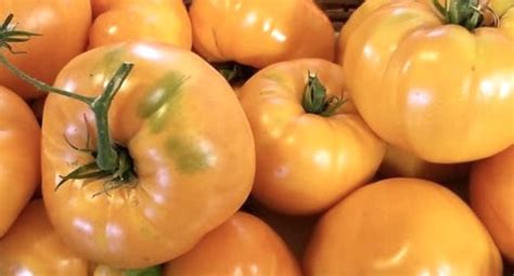 Amana Orange Tomato Seeds | Heirloom | Tim's Tomatoes