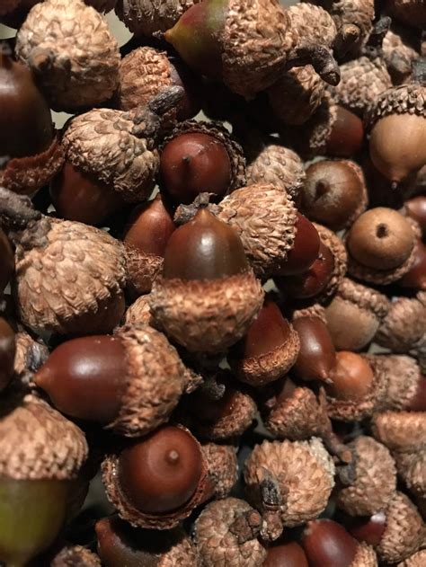 Black Oak Acorns Small Acorns 100 Acorns With Caps - Etsy