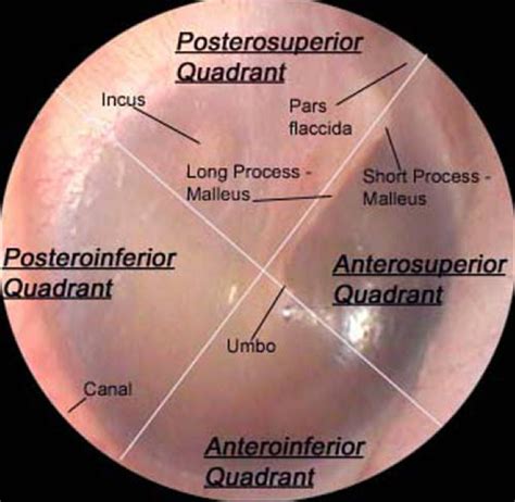 Structure Of Tympanic Membrane