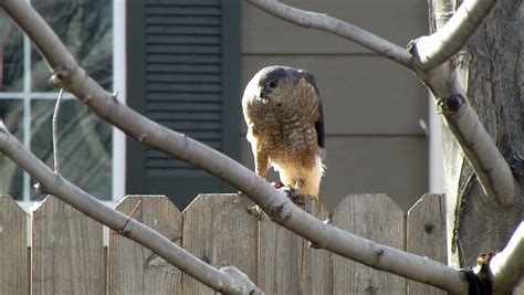 Sharp-shinned Hawk Feeding On a Stock Footage Video (100% Royalty-free) 3506843 | Shutterstock