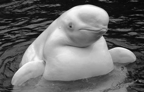 Beluga Whale Facts, Habitat, Sounds, Diet, Baby, Videos, Pictures