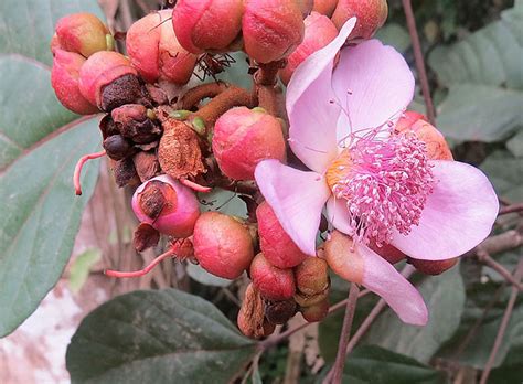 Bixa orellana | Flower of the Achiote, a species planted acr… | Flickr