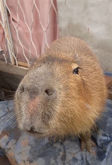 Pet capybara Carpi with a cute face : r/capybara