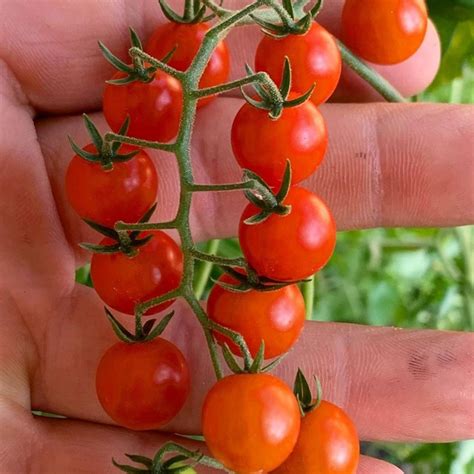 Semillas de tomate silvestre (Solanum pimpinellifolium) - Precio:...