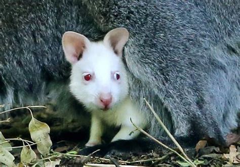 Baby Albino Kangaroo | Animals, Baby animals, Endangered animals