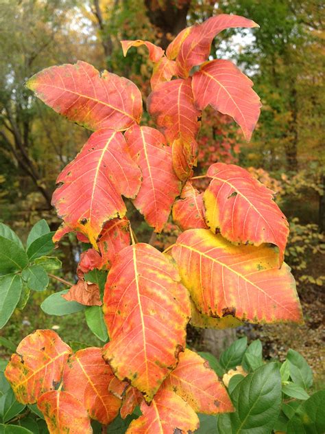 Fil:2014-10-29 13 43 39 Poison Ivy foliage during autumn leaf coloration in Ewing, New Jersey ...
