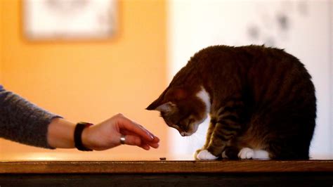 How to stroke a cat, according to science — Quartz