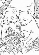 Free & Easy To Print Panda Coloring Pages  Tulamama sketch template