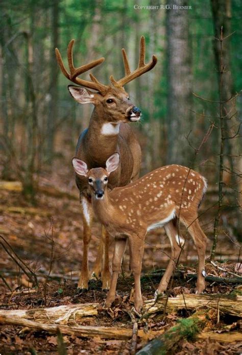 Whitetail buck with antlers in velvet accompanied by a pretty dappled ...