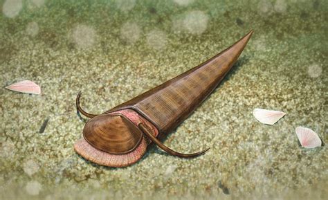 Paleontological reconstruction of HAPLOPHRENTIS Палеонтологическая реконструкция Хаплофрентис ...