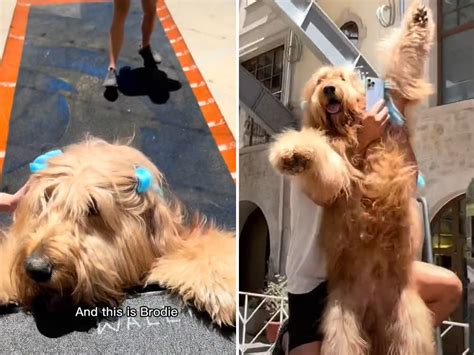 Famous Goldendoodle With Fur in Braids Scales Wall to Internet's Delight - Newsweek