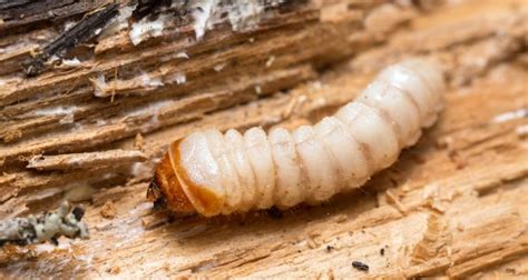 Polilla de la madera: claves para entender este problema