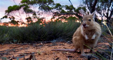 Australian Wildlife Conservancy - Pro Bono Australia