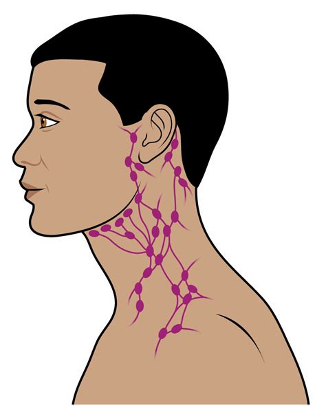 Cervical Lymph Nodes