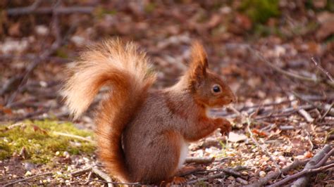 Autumn wildlife | National Trust for Scotland