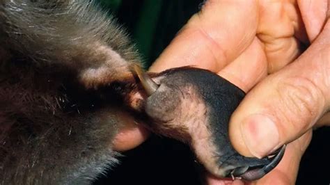 Can You Own A Pet Platypus? 7 Reasons Against Platypuses As Pets!