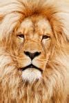 Lion Free Stock Photo - Public Domain Pictures