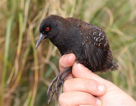 How Did the World's Smallest Flightless Bird Get to Inaccessible Island ...