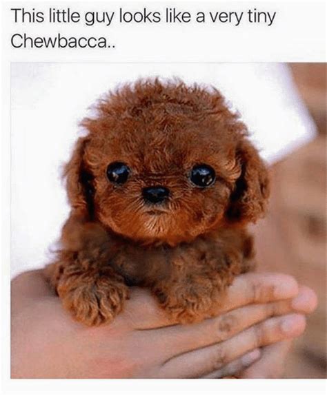 Chewbacca Birthday Meme 25 Best Memes About Chewbacca Chewbacca Memes ...