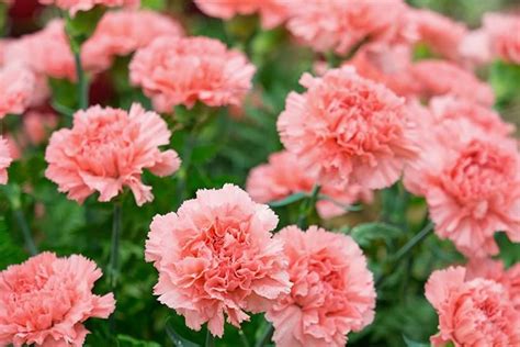 How to Grow Carnations | Yates Australia