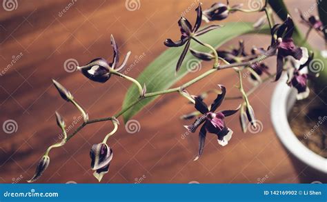 Magenta Orchids in Full Bloom Stock Photo - Image of setting, orchids: 142169902