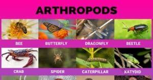 Arthropods: 24 Popular Arthropods Found in Gardens & Field Crops - Visual Dictionary