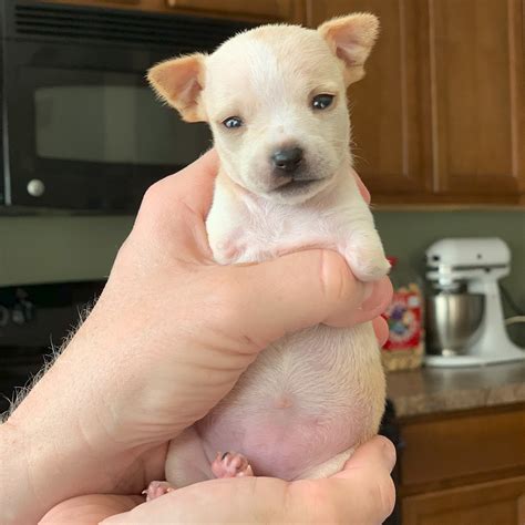 This itty-bitty puppy was a Christmas miracle ️️ The Dodo @dodo