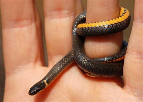 How to Care for a Ringneck Snake - Katynel