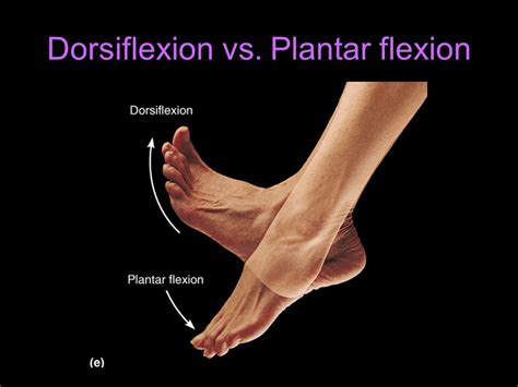 Dorsiflexion vs Plantarflexion - Almawi Limited The Holistic Clinic