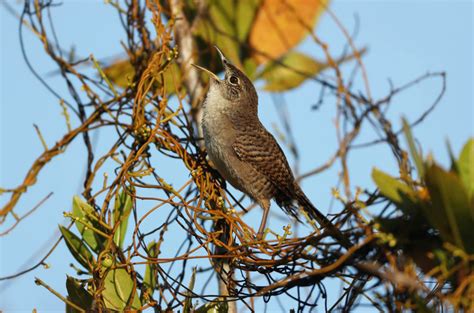 Birds of Cuba – An Internet Field Guide to Rare Cuban Birds